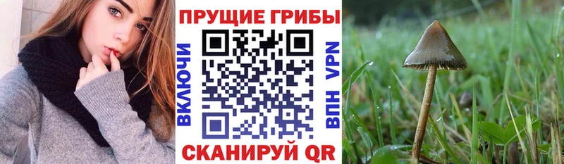 Псилоцибиновые грибы мухоморы  Хадыженск 